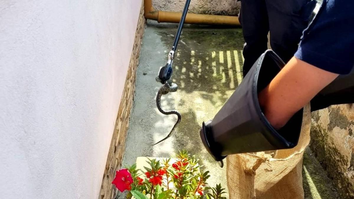 sarpe curte casa sibiu