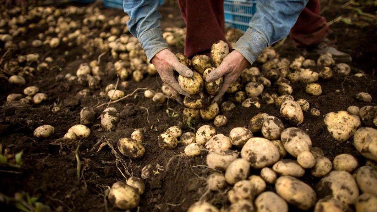 romania top 10 producatori cartofi europa