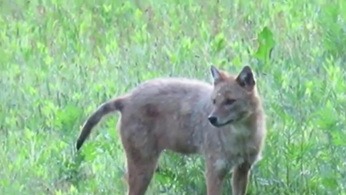 femeie atacata sacal parc primarie arad