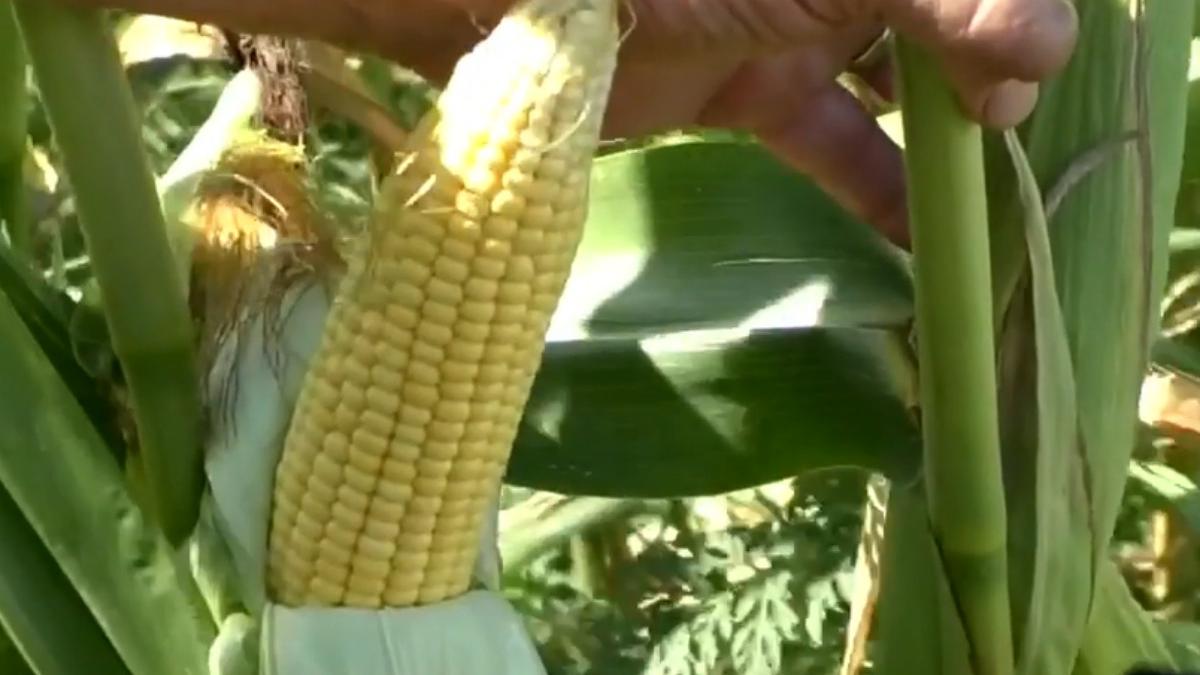 vremea fenomene meteo extreme productie porumb floarea soarelui