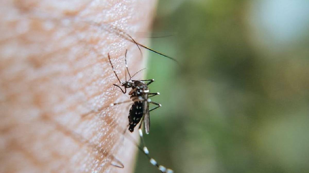 barbat dolj confirmat virus west nile medici alerta