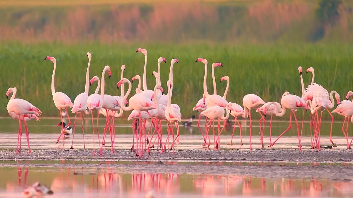 imagini spectaculoase cu pasari flamingo pe lacurile tuzla si nuntasi din dobrogea