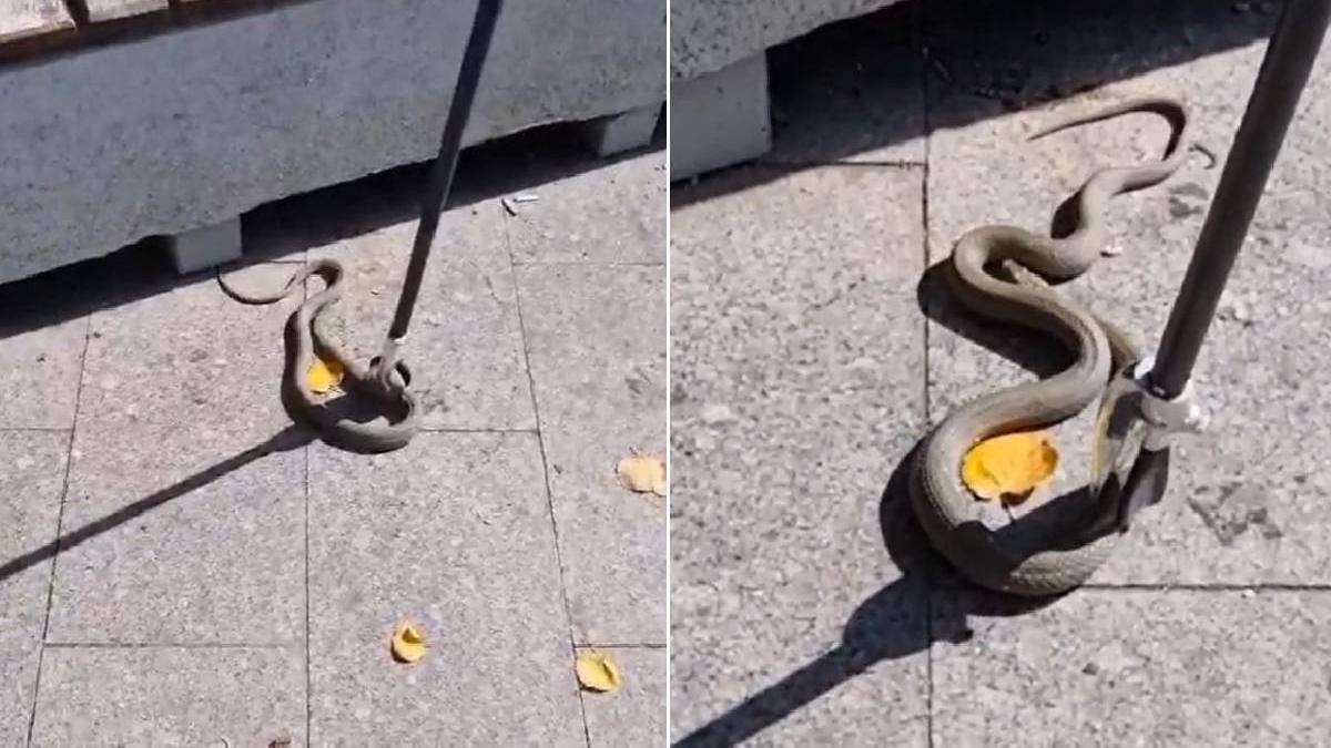 panica galati sarpe parc copii