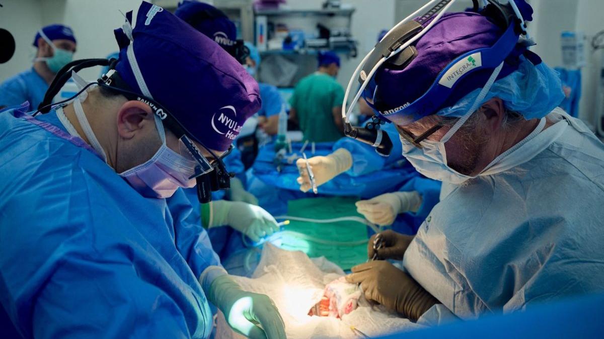 rinichi porc modificat genetic corp barbat moarte cerebrala transplant new york importanta uriasa