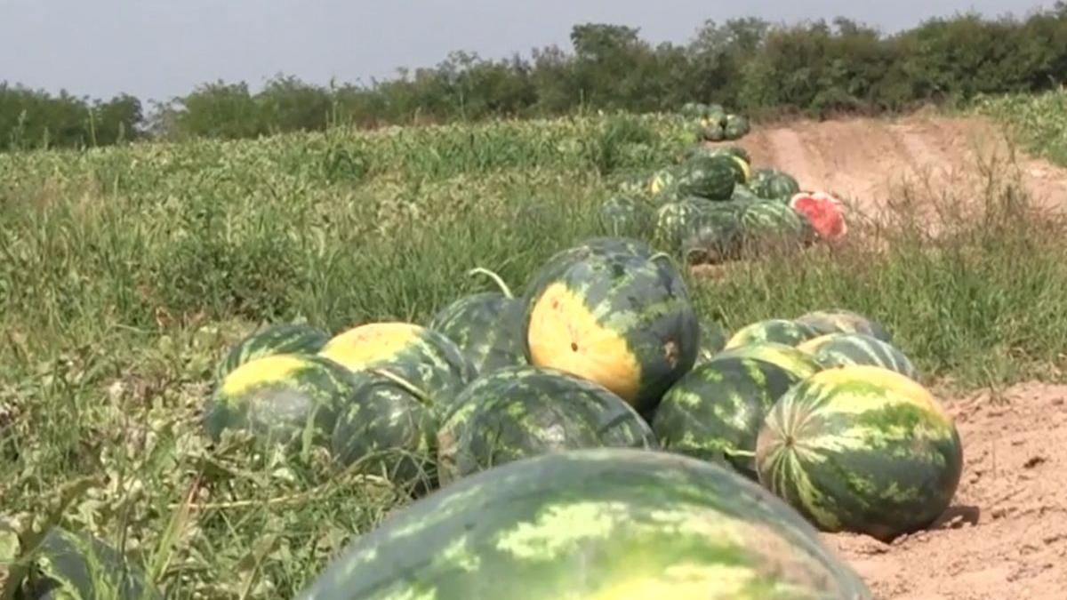 noi recolte dabuleni romanii vor putea manca pepeni toamna