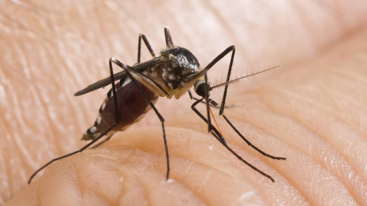nou caz infectie west nile dolj femeie 67 ani murit spital