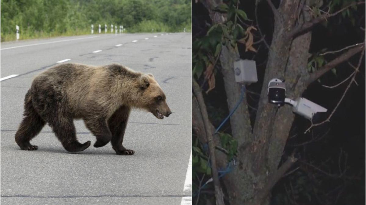 urs rambo ploiesti greu prins