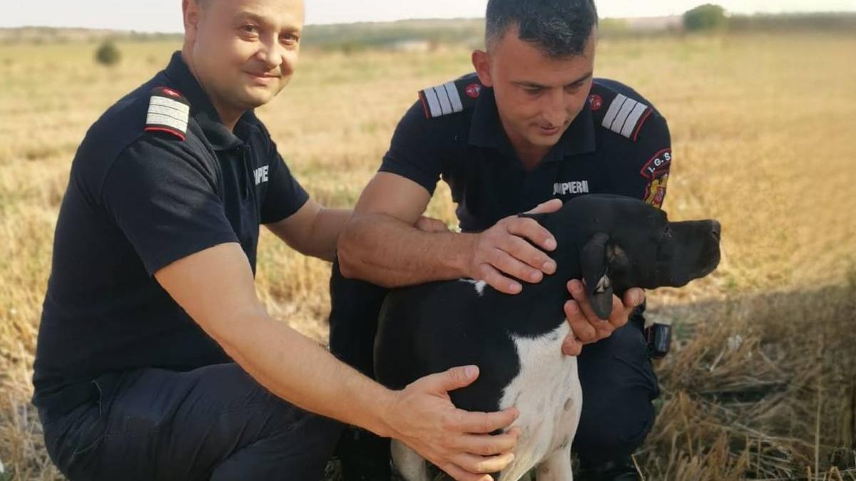 catelusa kyra salvata pompieri giurgiu cazut fantana adanca 12 metri