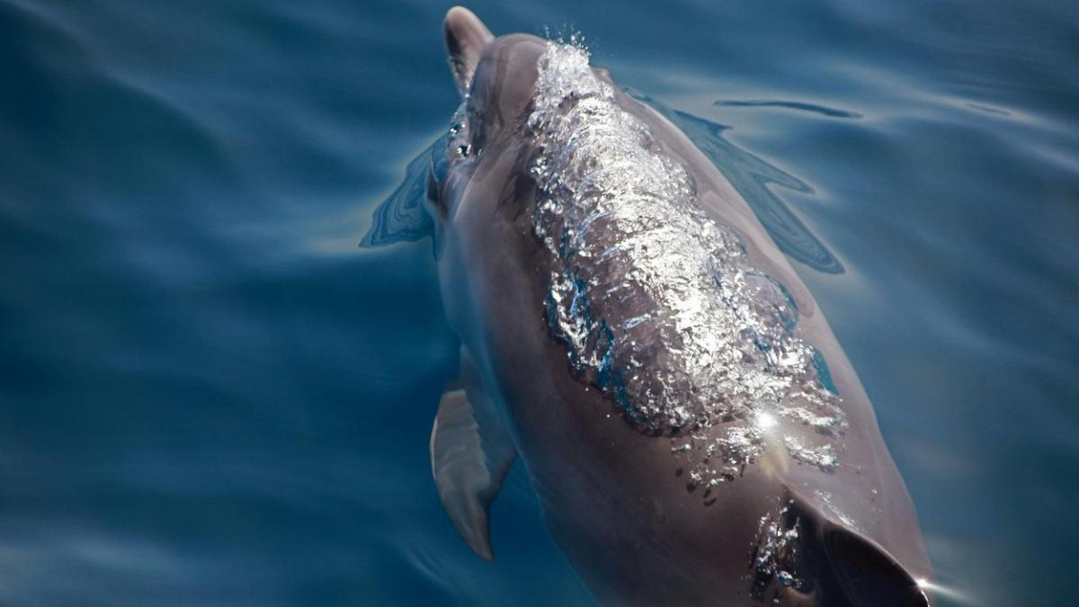 delfini plaja mamaia constanta