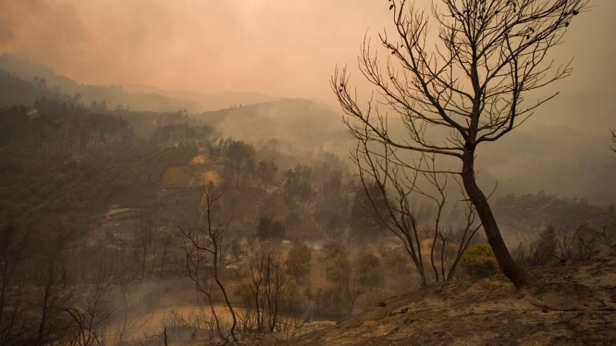 cadavre padure incendii grecia