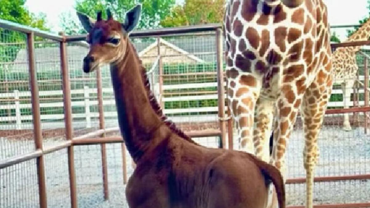 girafa fara pete gradina zoologica tennessee