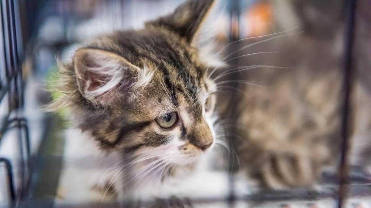 pensionar amendat 3 000 lei abandonat pisoi punga plastic agatata oglinda galati