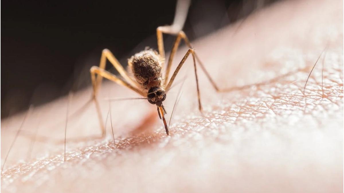 alerta la ploiesti un barbat a murit in urma infectiei cu virusul west nile