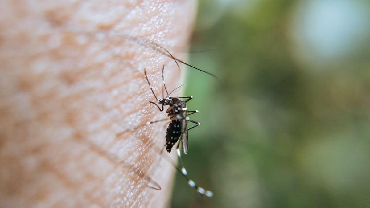 alerta spital iasi pacienti meningoencefalita infectie virus west nile