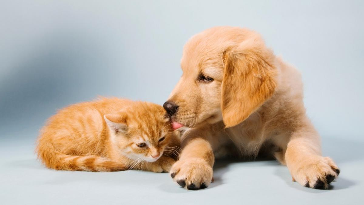 caini pisici mancare alimente periculoase