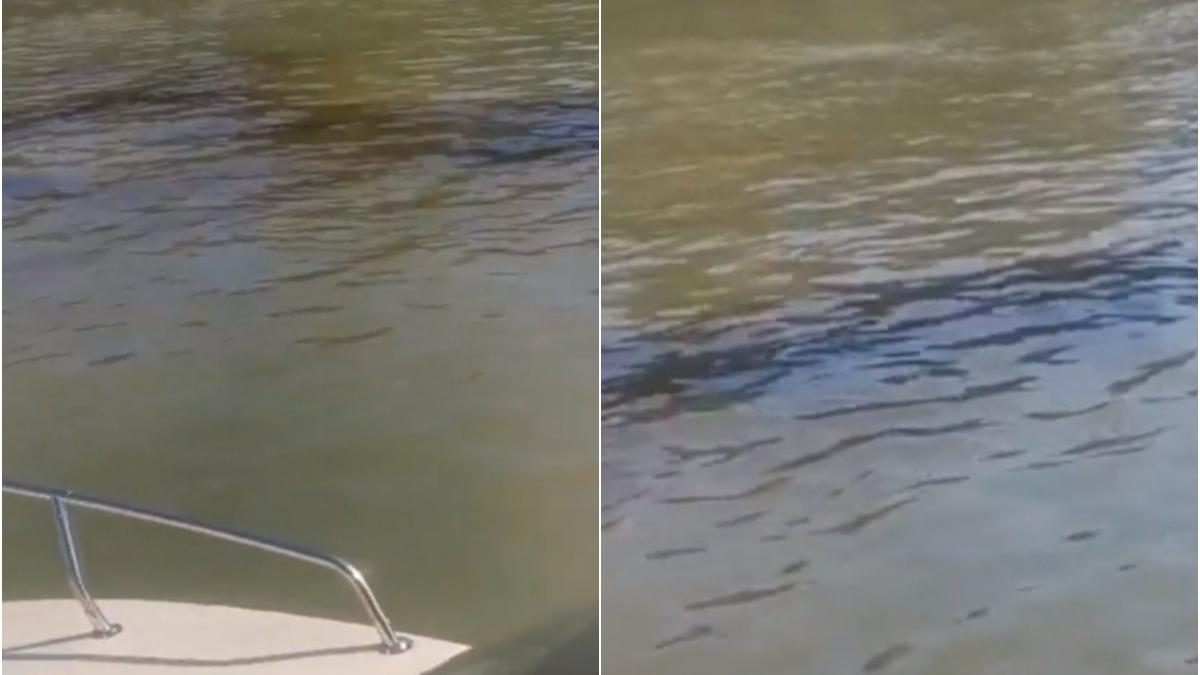 poluare pacura dunare