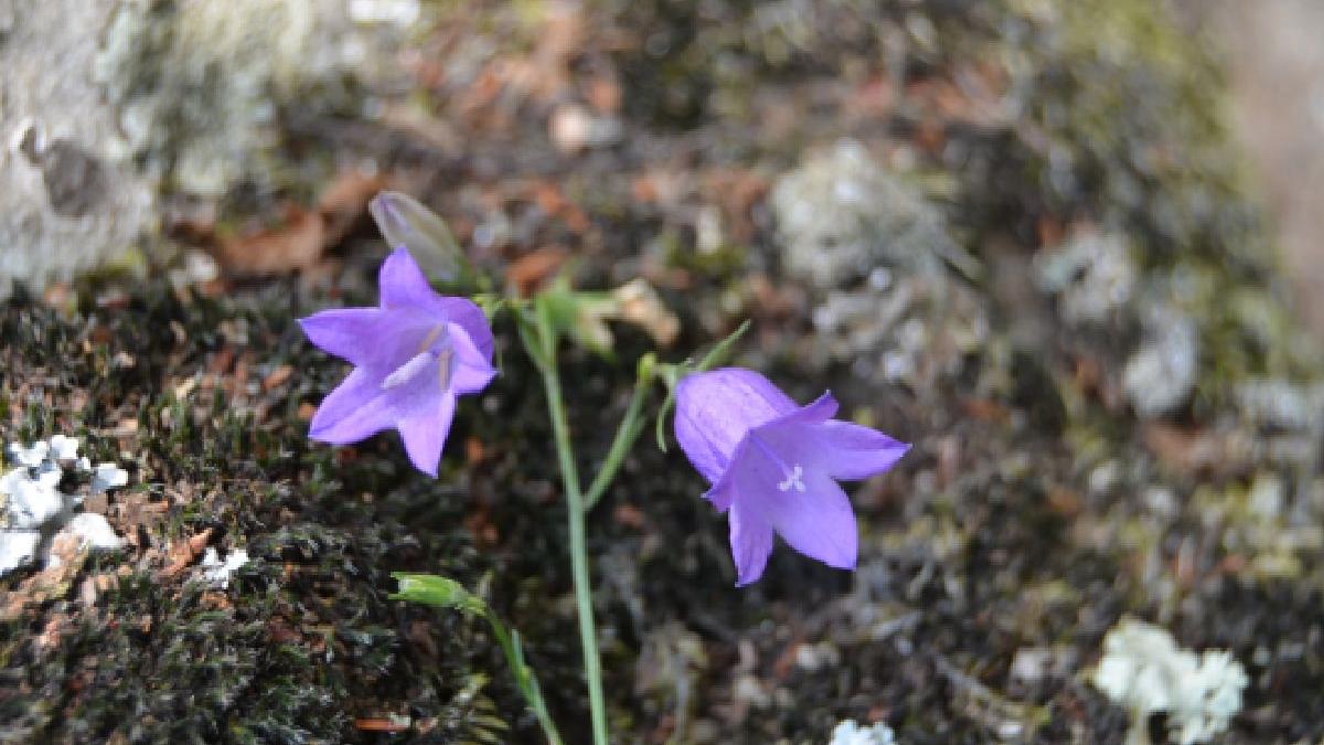 la pas cu bicicleta sau calare prin muntii macinului