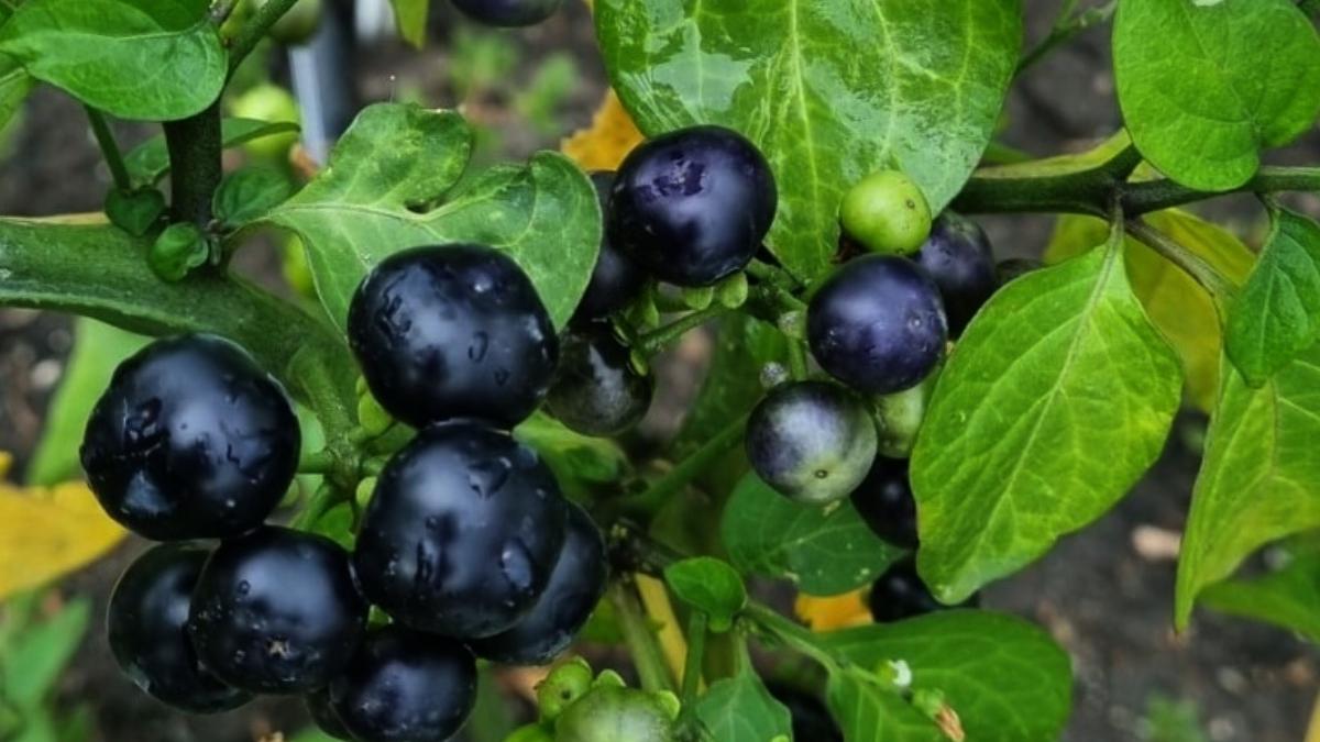 a fost obtinut primul soi rosii negre kumato romania