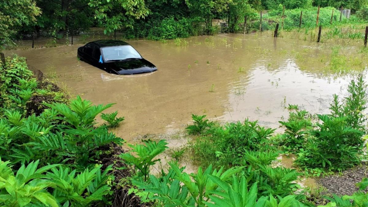 cod portocaliu viituri cod galben