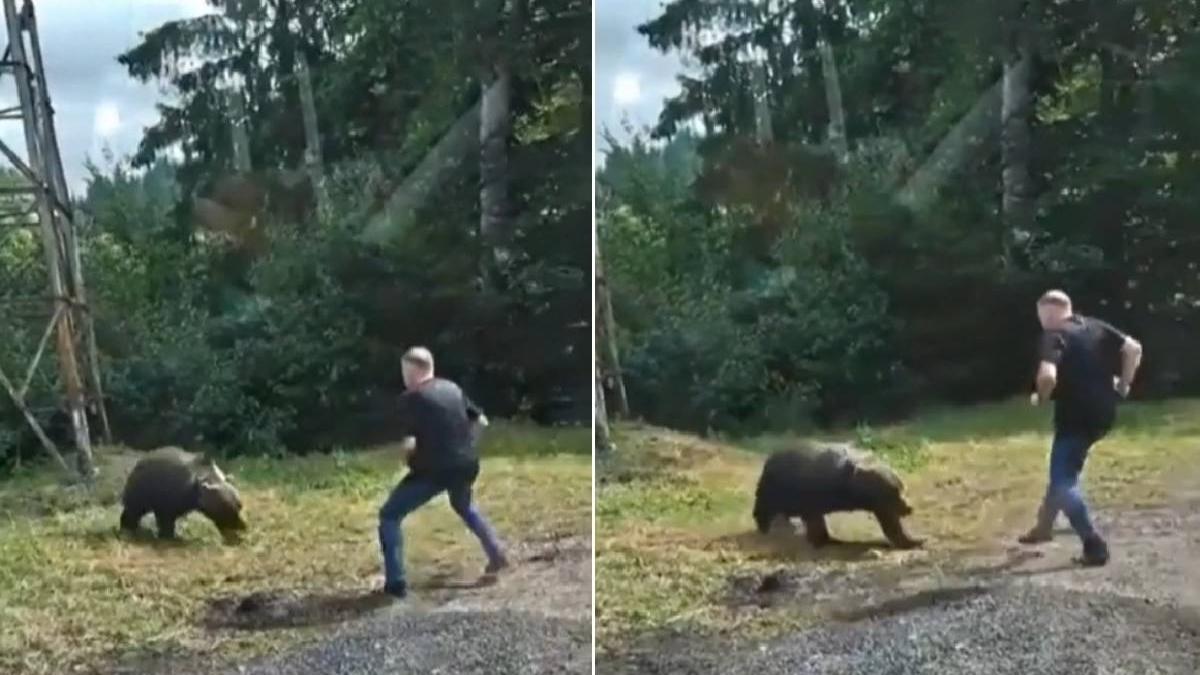 turist polonez urs transfagarasan