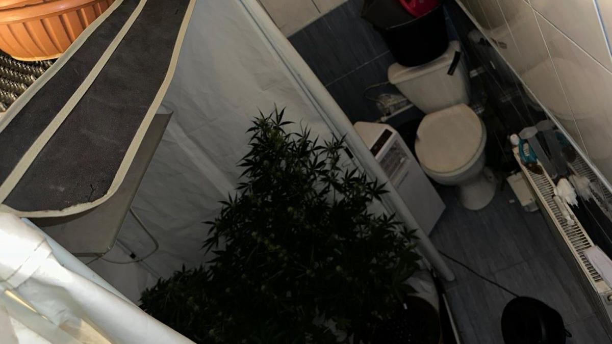 doi barbati constanta navodari plantatie canabis wc droguri