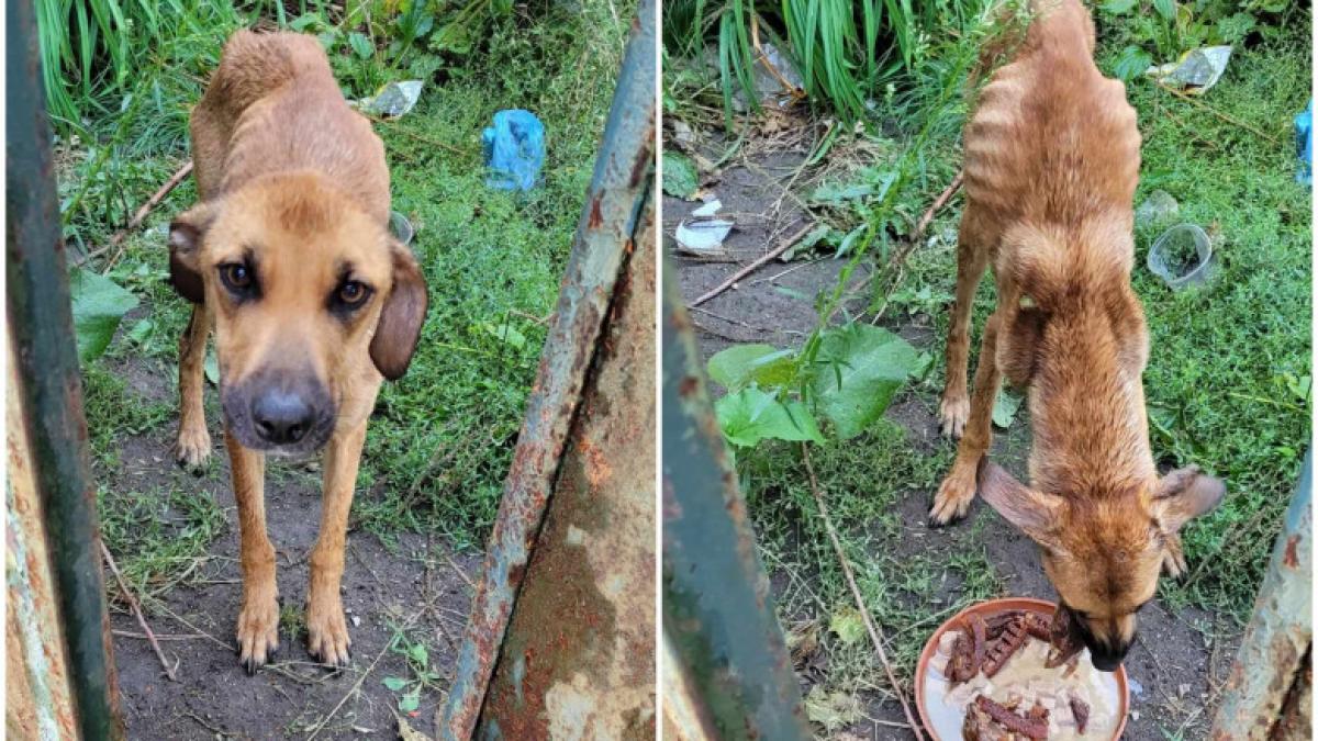 catelusa tinuta fara apa si mancare salvata de politistii din bihor amenda proprietar