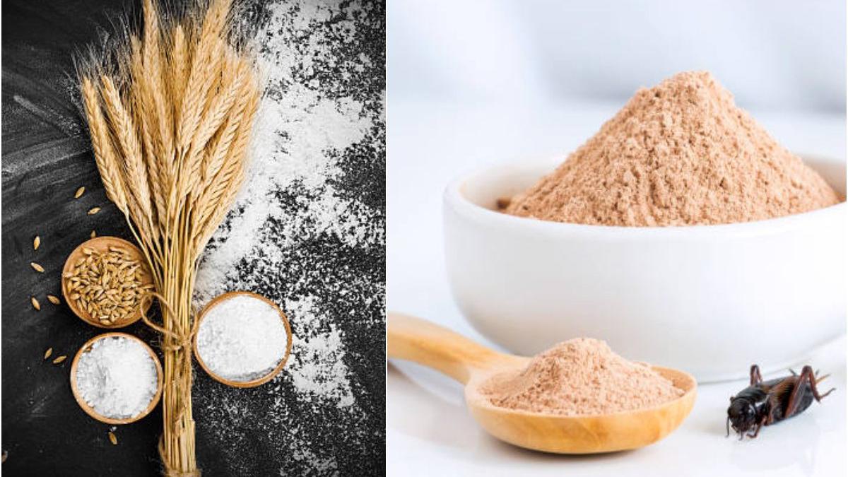 faina insecte interzisa produse traditionale romanesti lege votata senat