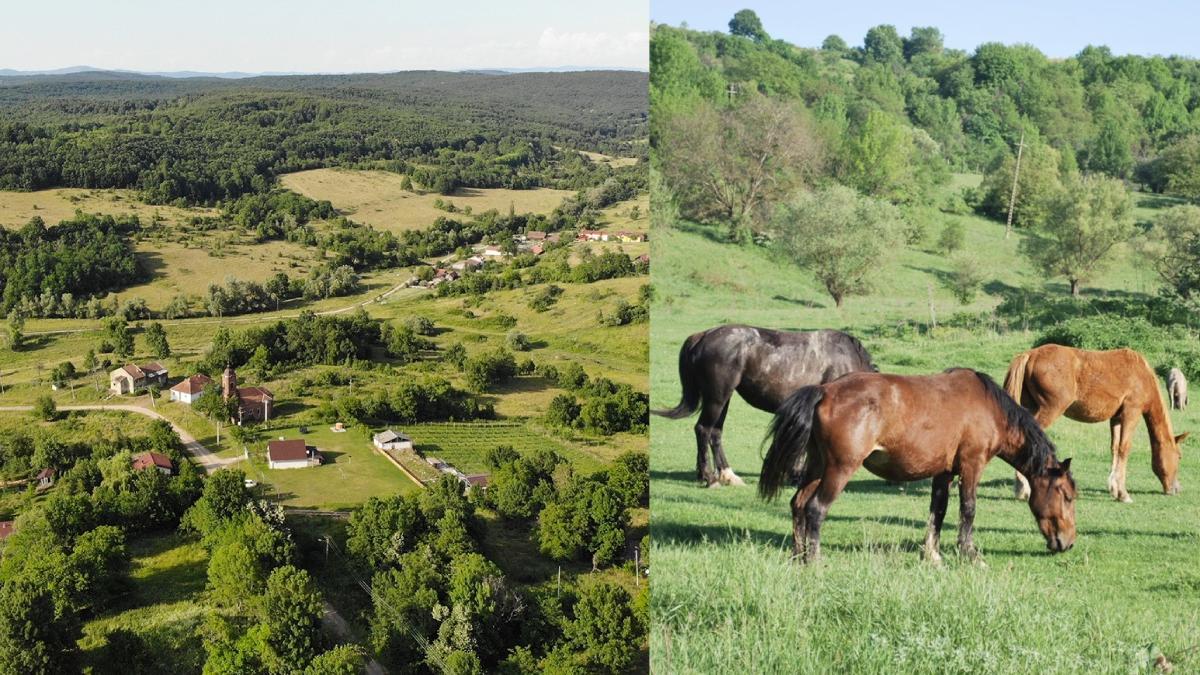 sat romania 3 familii cai salbatici vaci specie pe cale de disparitie