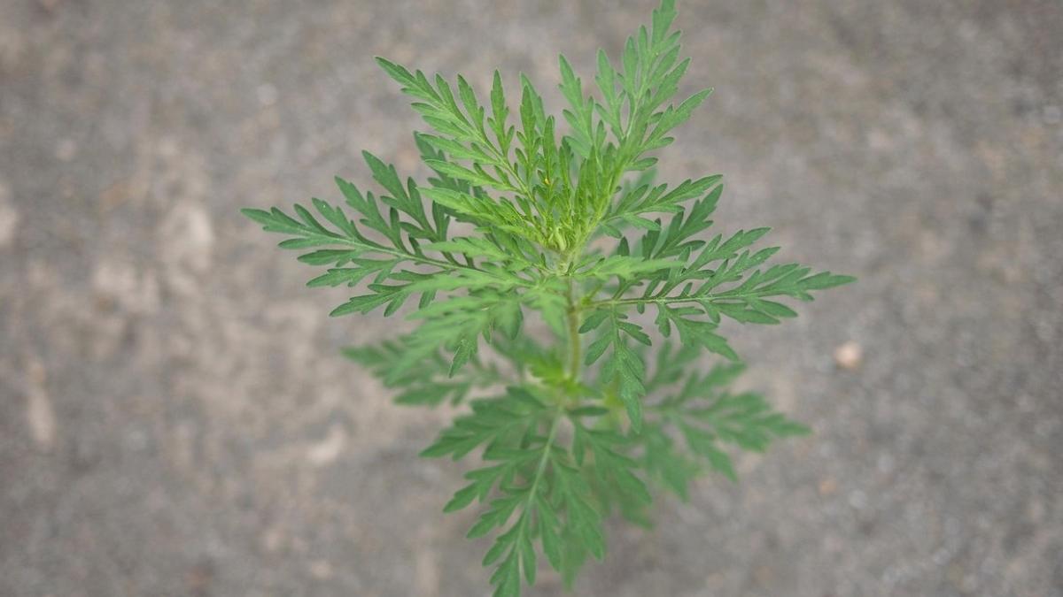 recomandari pentru romani in plin sezon de alergie la ambrozie de la societatea romana de alergologie simptome si tratamente