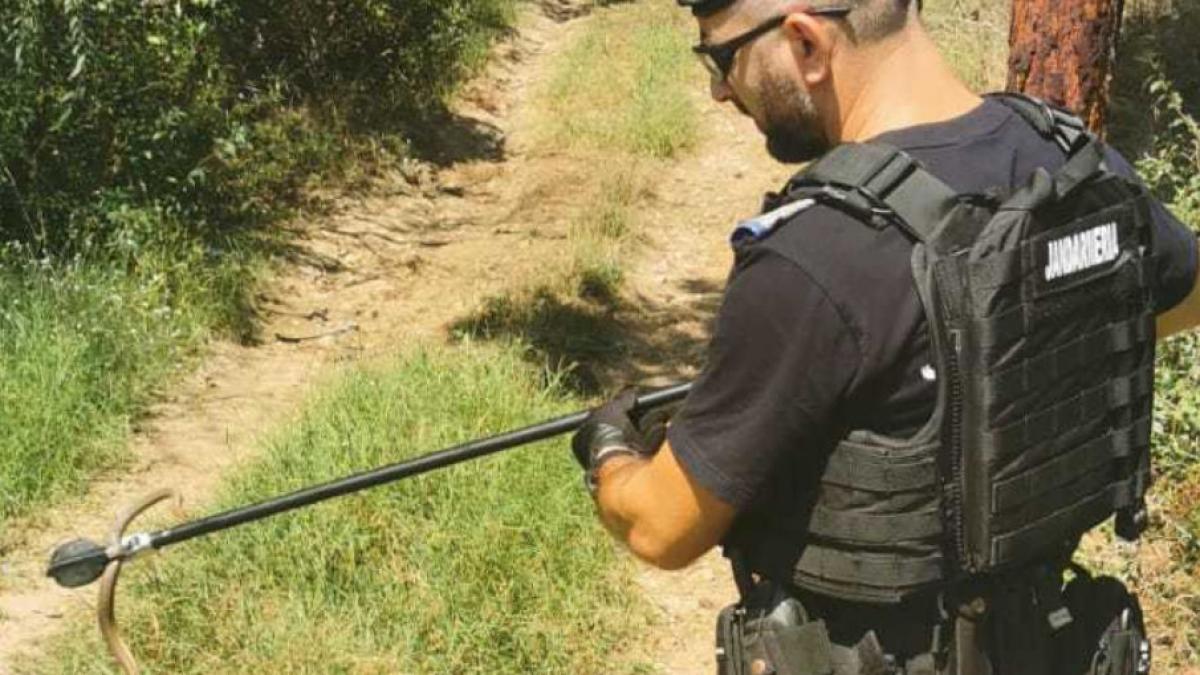 jandarmi mehedinti sarpe copac drobeta turnu severin