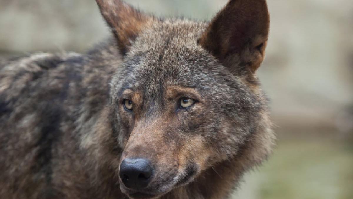 fetita opt ani muscata lup gradina zoologica sibiu