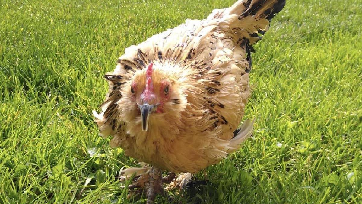 poveste impresionanta peanut cea mai batrana gaina lume