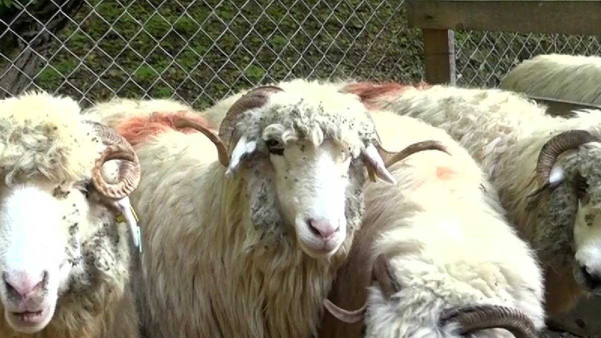 balul ciobanilor soimus hunedoara