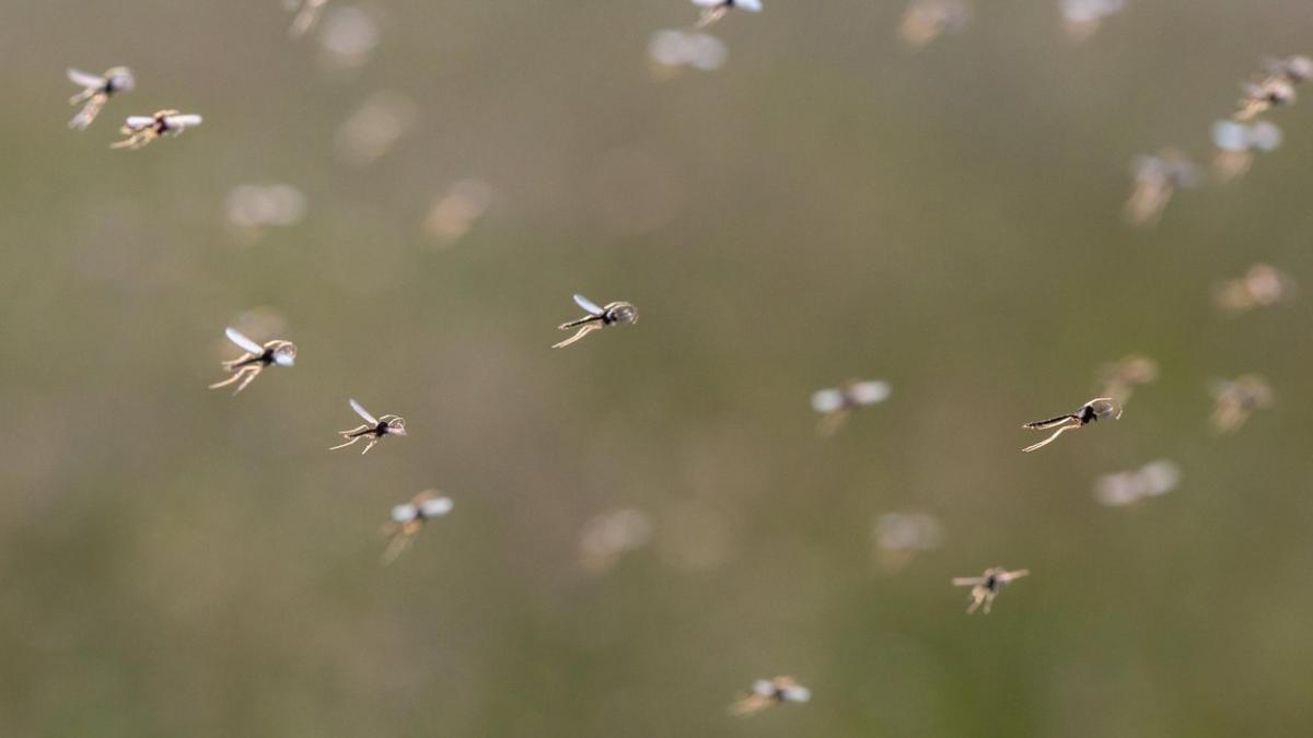 braila meningita virus west nile romania