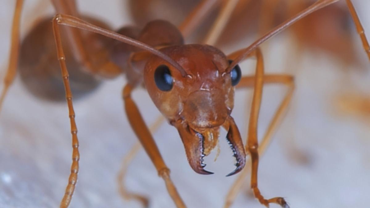 furnica rosie de foc noua amenintare pentru agricultura si sanatatea umana din europa