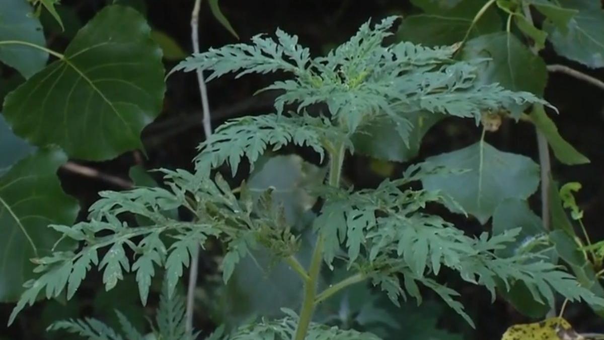 lege ambrozie modificata obligatie proprietari terenuri