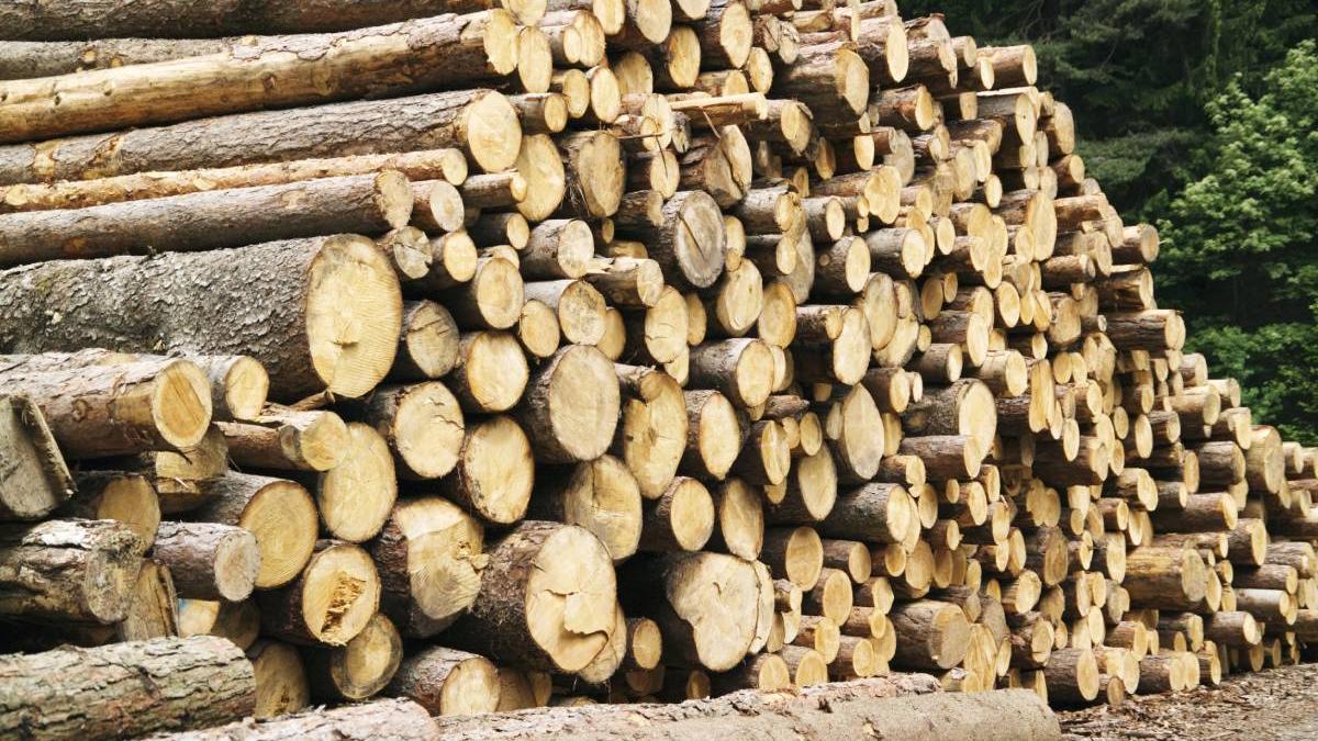 focuri arma hori lemne padure suceava barbat impuscat coapsa