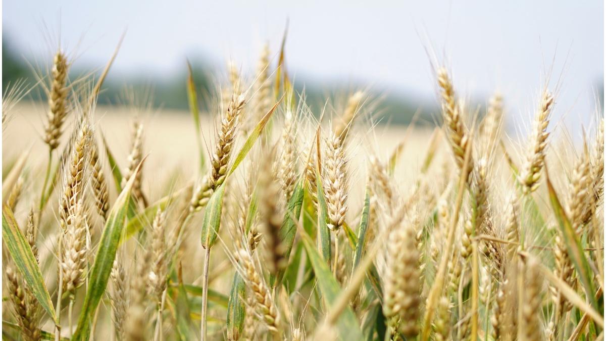 organizatii fermieri interzicere importuri romania produse ucraina