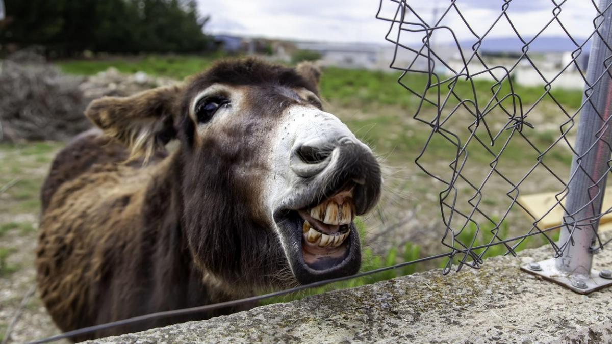 vietate simtul umorului cercetatori