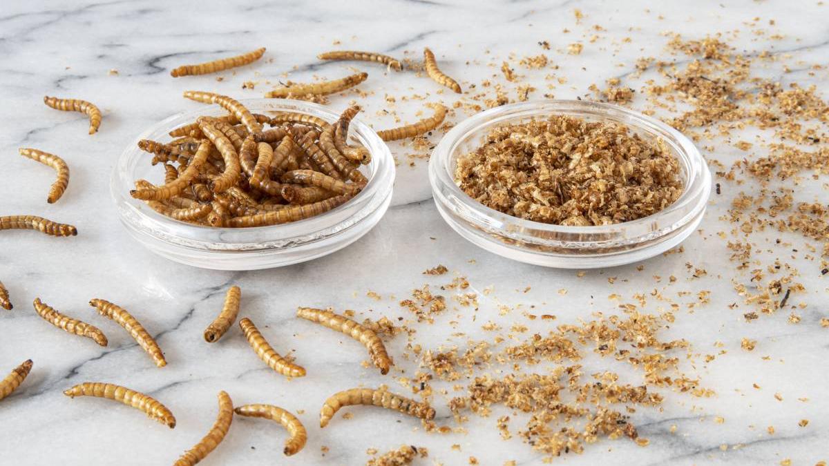 faina insecte interzisa produse traditionale romania mancare rafturi speciale