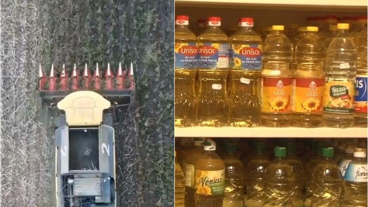 ulei floarea soarelui scump productie 20 la suta mai mica decat anul trecut