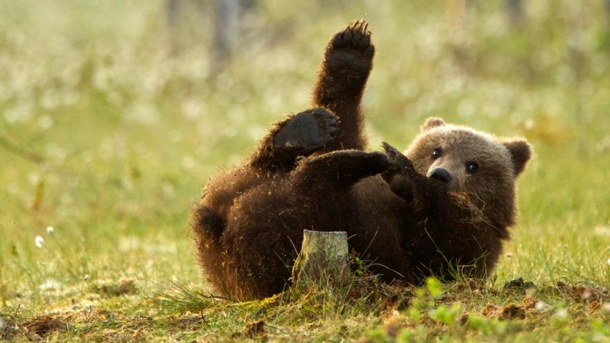 pui urs fantana sotrile prahova