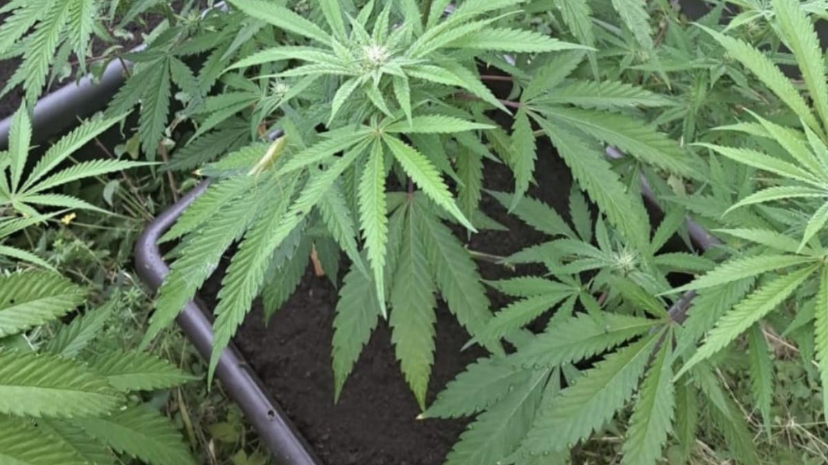 registru national traficanti droguri