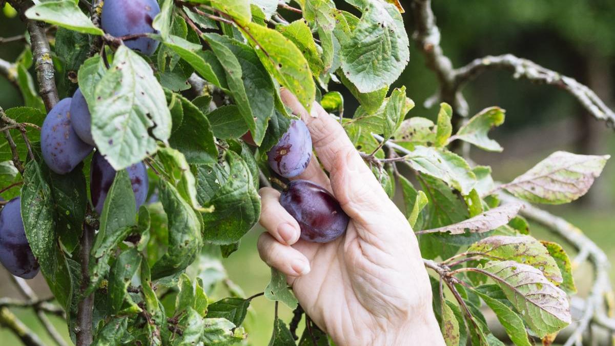 batrana abuzata sechestrata mosoaia arges