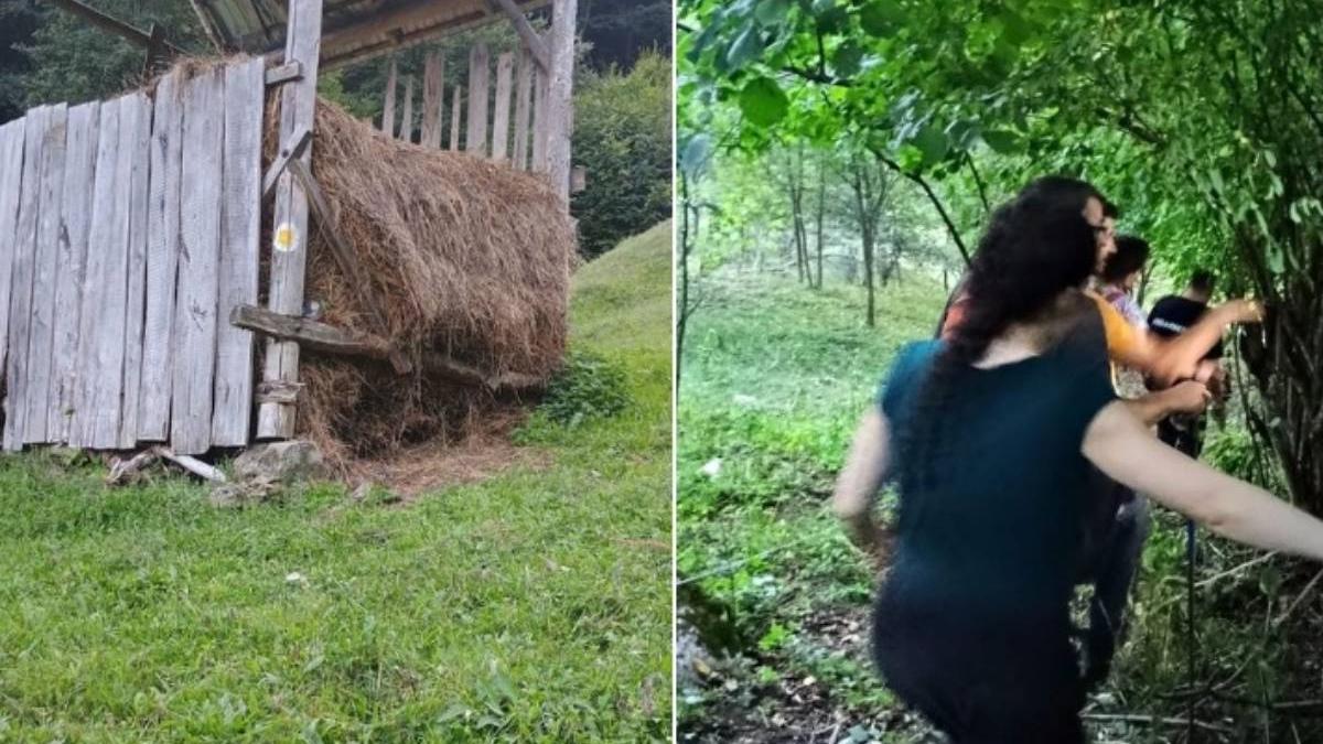 femei atacate bivoli muntii maramuresului