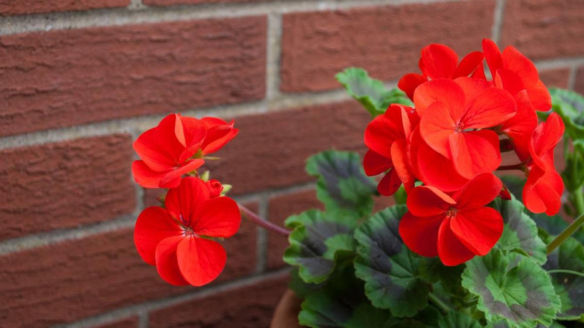 moment perfect muscate inapoi casa temperatura ideala interior