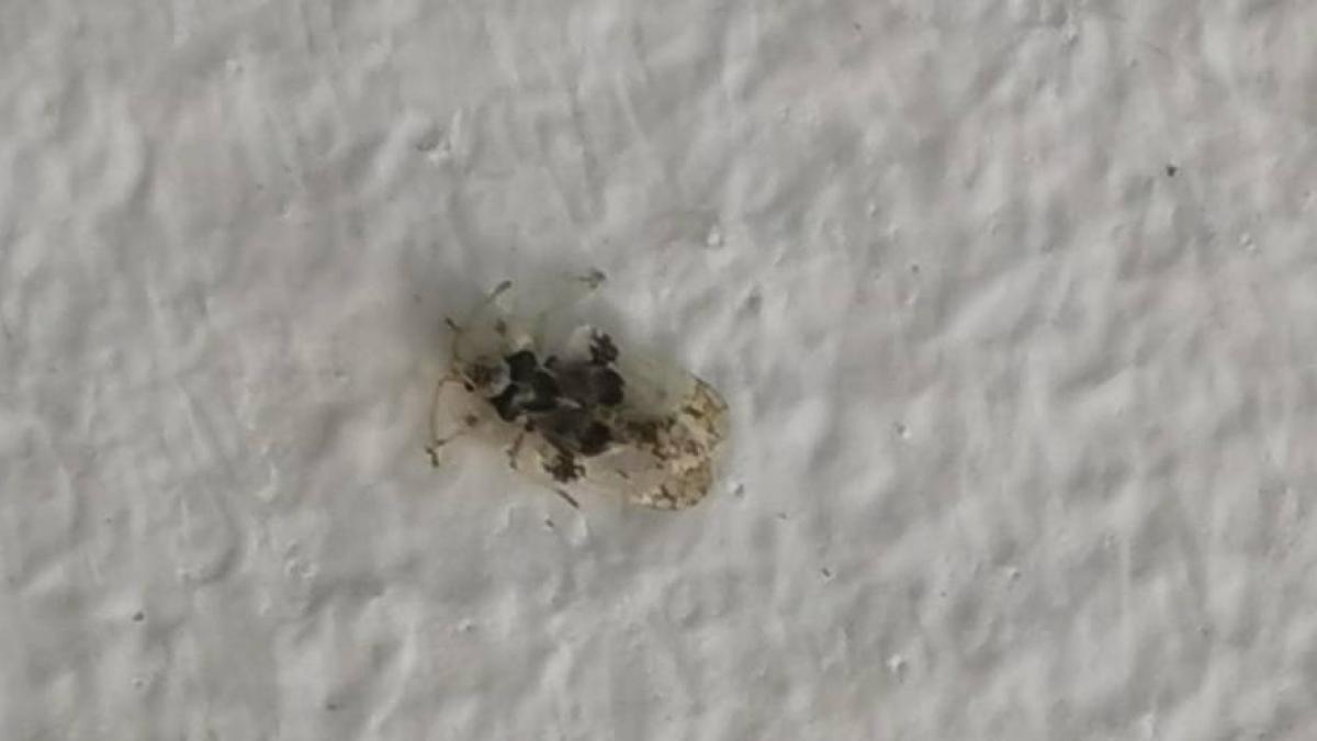 invazie insecta tigrul platanului bistrita invazie insecta tigrul platanului bistrita