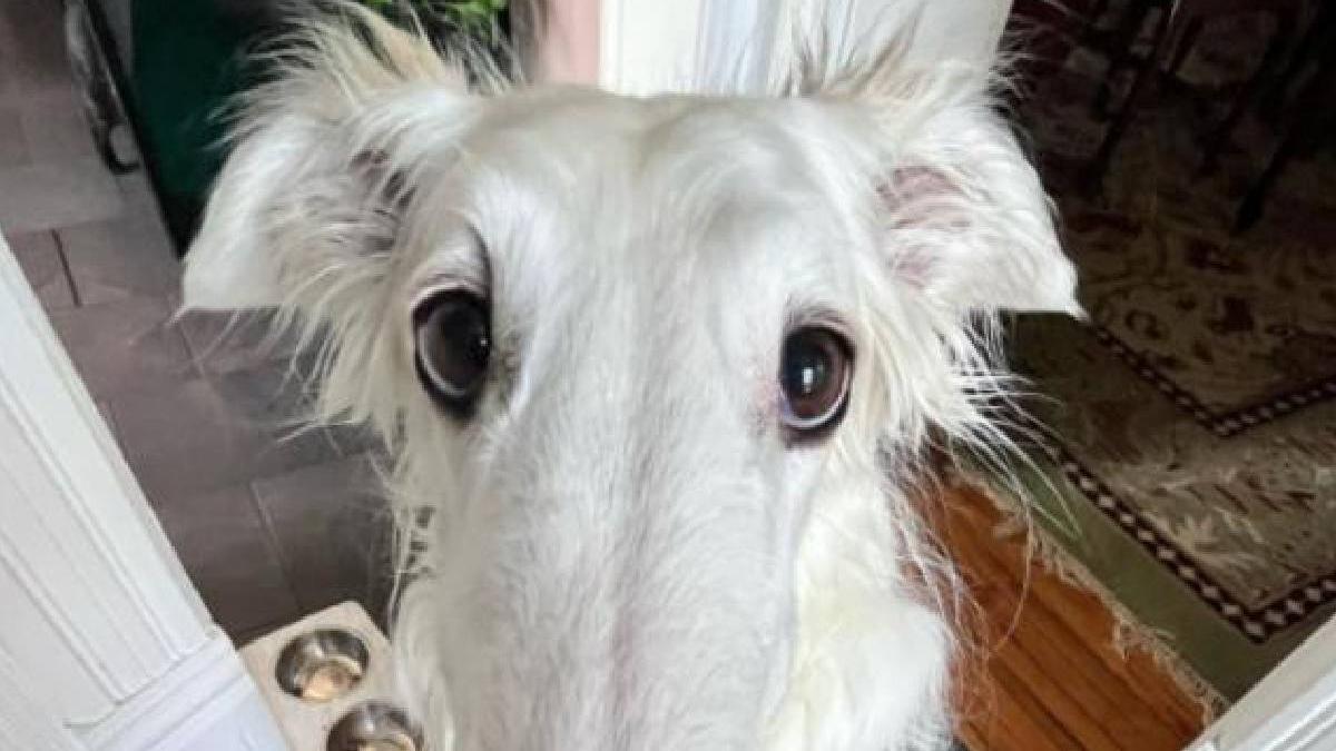 poveste catelusa cel mai lung bot lume