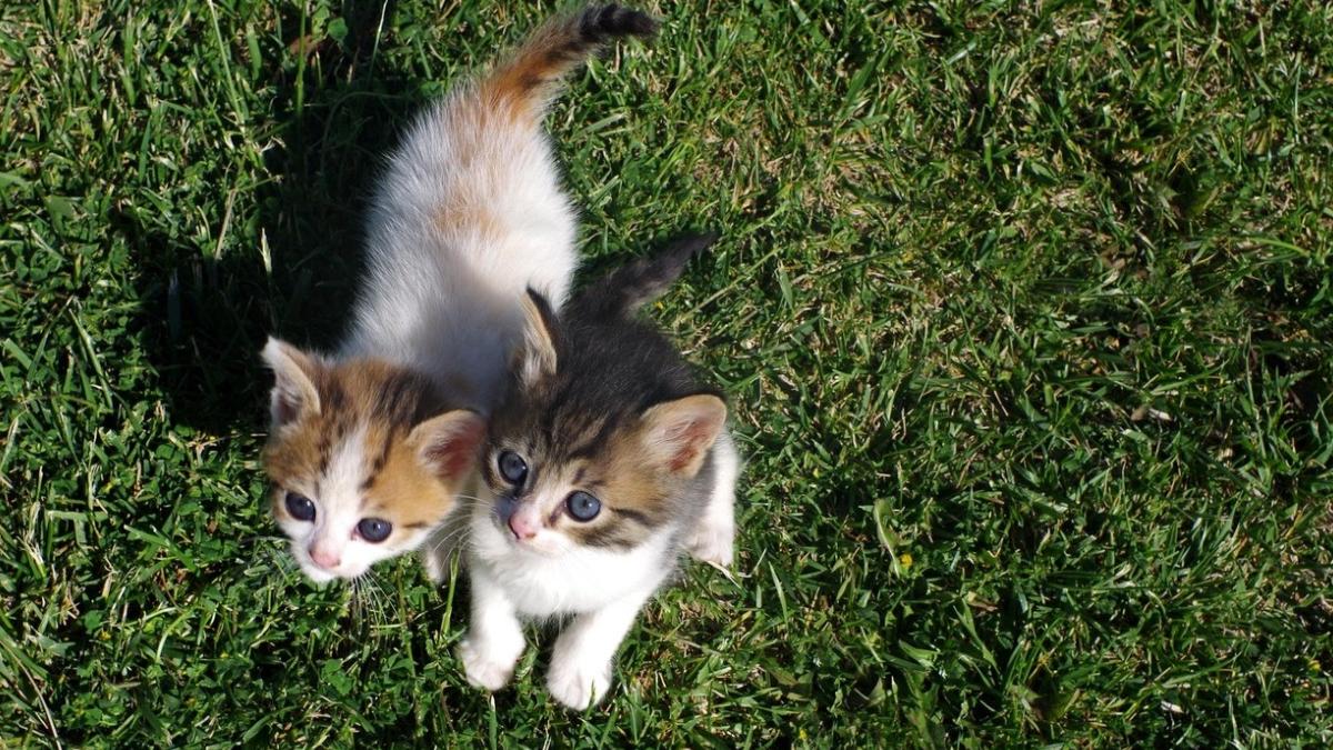 pisici comunitare sterilizate gratuit bucuresti