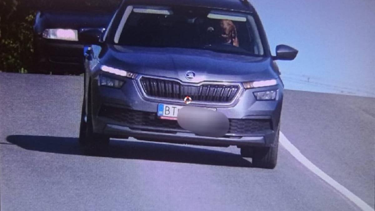 caine radar volan masina depasit limita viteza